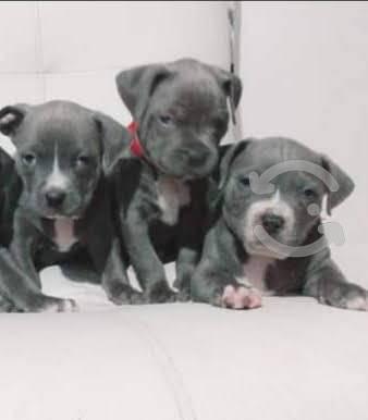 cachorros Pitbull blue