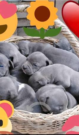 hermosos cachorros pitbull blue ojos azules