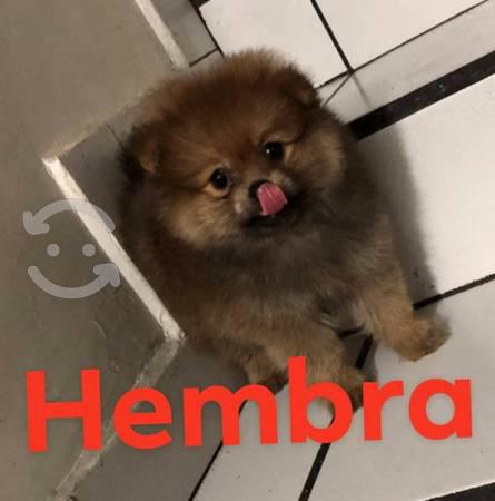 pomerania cachorro