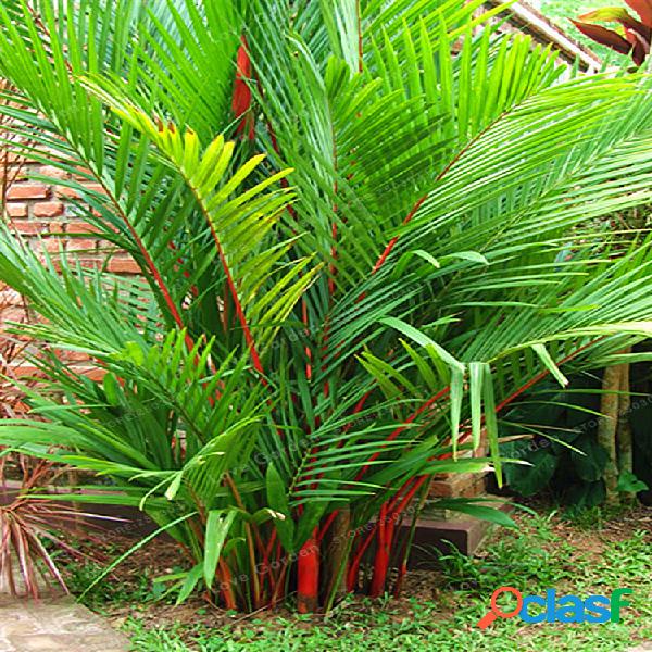 Egrow 100 piezas / paquete Palm Semillas Lápiz labial Palm