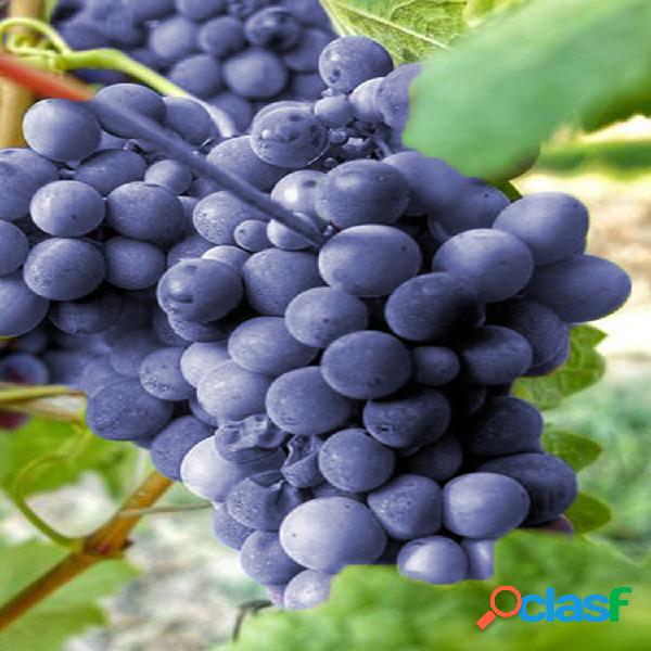 Egrow 50Pcs / Pack Rainbow Grape Semillas Colorful Jardín
