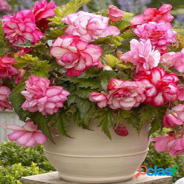 100Pcs Rosa Begonia Flower Semillas Magia Jardín Bonsai