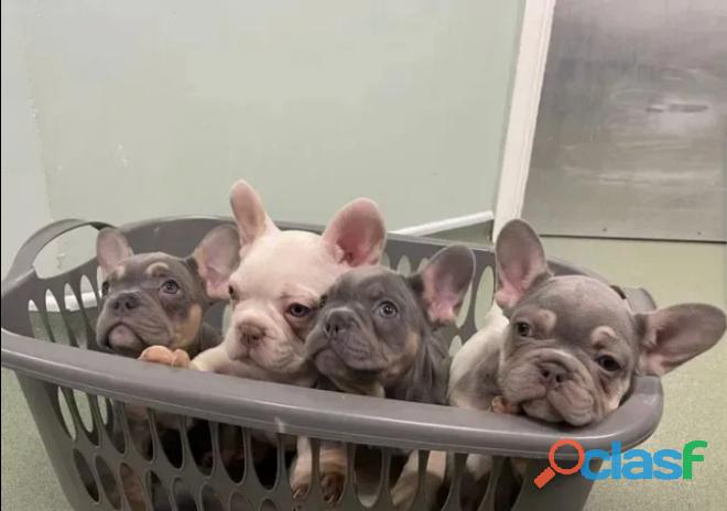 "Hermosos cachorros de bulldog francés para adopcion"