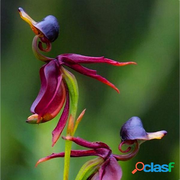 Egrow 100Pcs / Pack Caleana Major Flying Duck Orchid