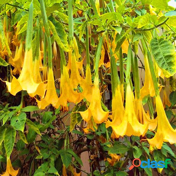 Egrow 50Pcs / Bolsa Semillas Angel Trumpet Yellow Semillas