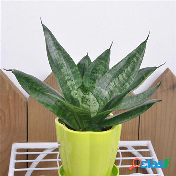 Egrow 400 PCS Garden Bonsai Sansevieria Seeds 100% Genuine