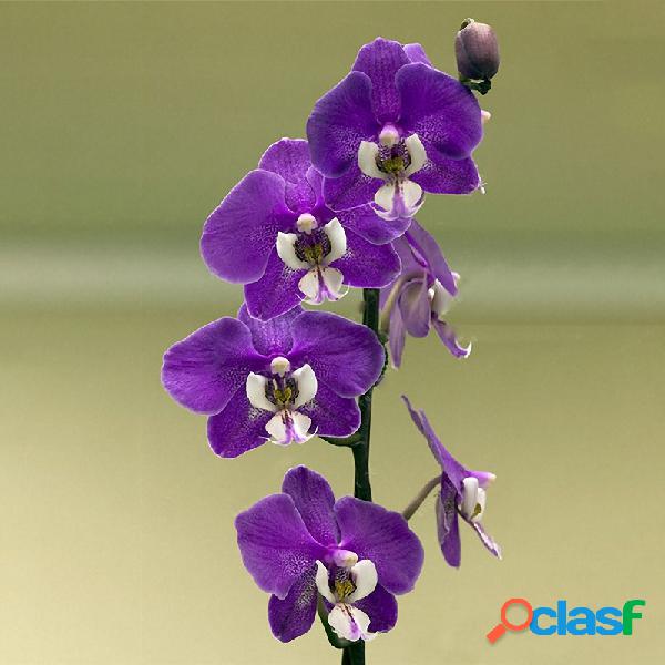 Egrow 100Pcs / Bolsa Orquídea Cymbidium Semillas Plantas de