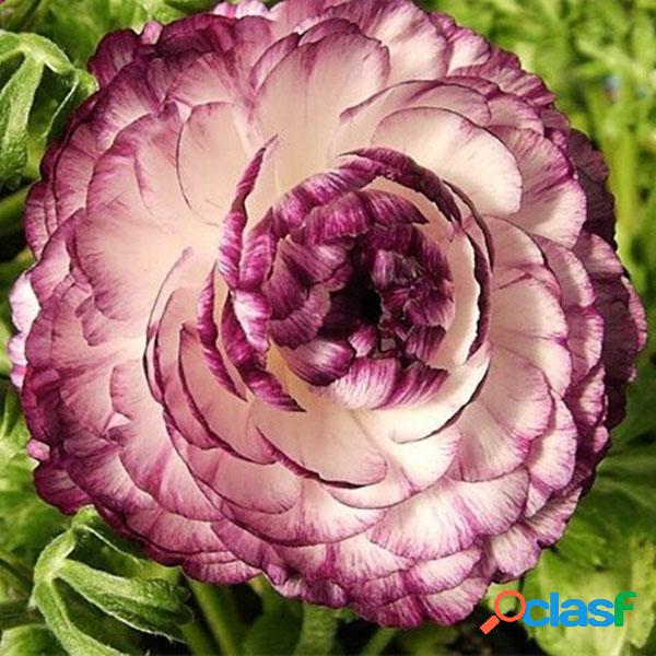 Egrow 50 Unids / Paquete Semillas de Ranunculus Home Garden