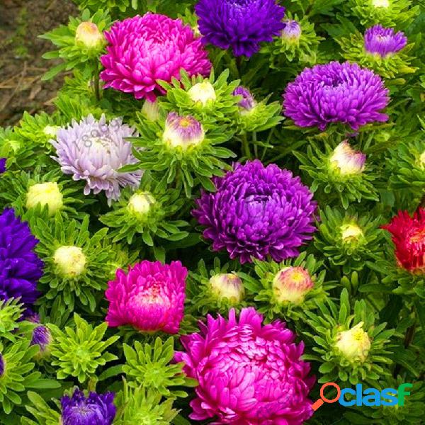 Egrow 30Pcs / Pack Multi-color Aster Bonsai Semillas Jardín