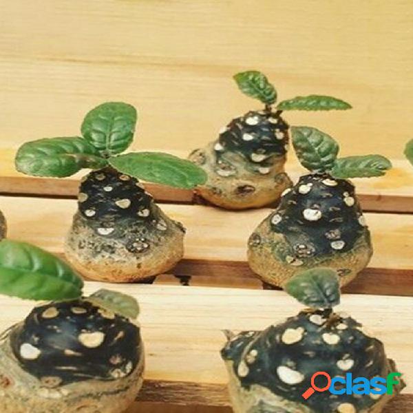 Egrow 5 piezas / paquete Desert Rose Semillas Dorstenia Tree