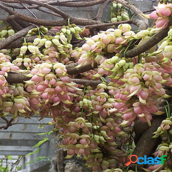 Egrow 16 piezas / paquete Mucuna Birdwoodiana Tree Semillas