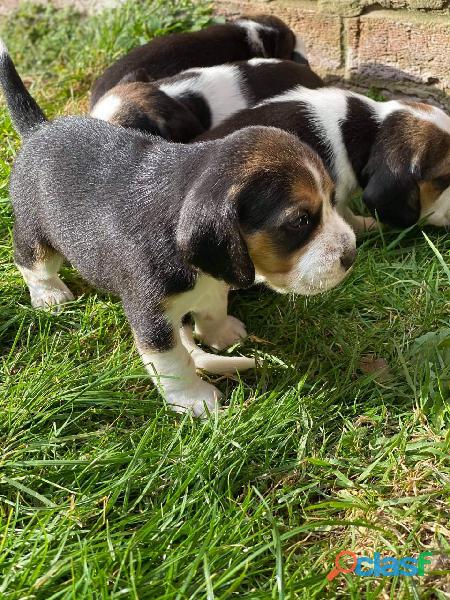 Tri color beagles cachorros en venta