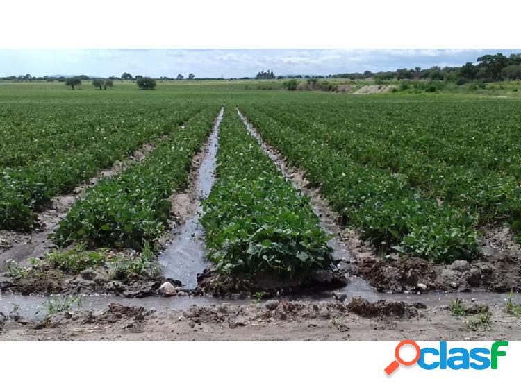TERRENO EN VENTA 20 HECTAREAS LOS POZOS JUVENTINO ROSAS GTO