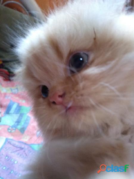 Hermoso y gracioso gatito persa