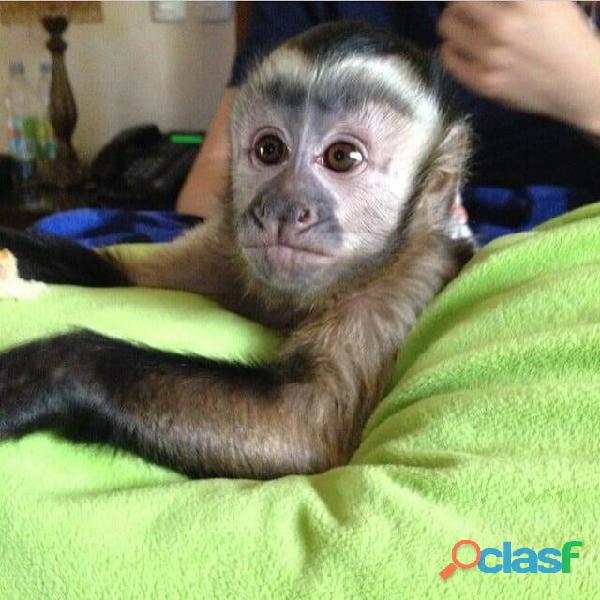 Preciosos monos Mono capuchino disponibles