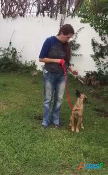 Etología canina en Morelos