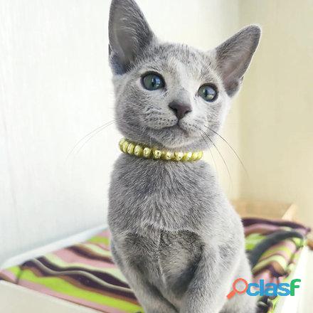 russian blue kittens for sale