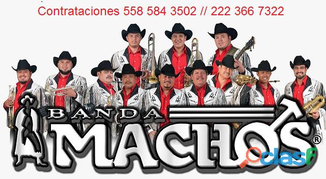 Banda Machos 551 961 7044