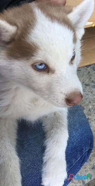 En venta cachorro de 4 meses husky siberiano