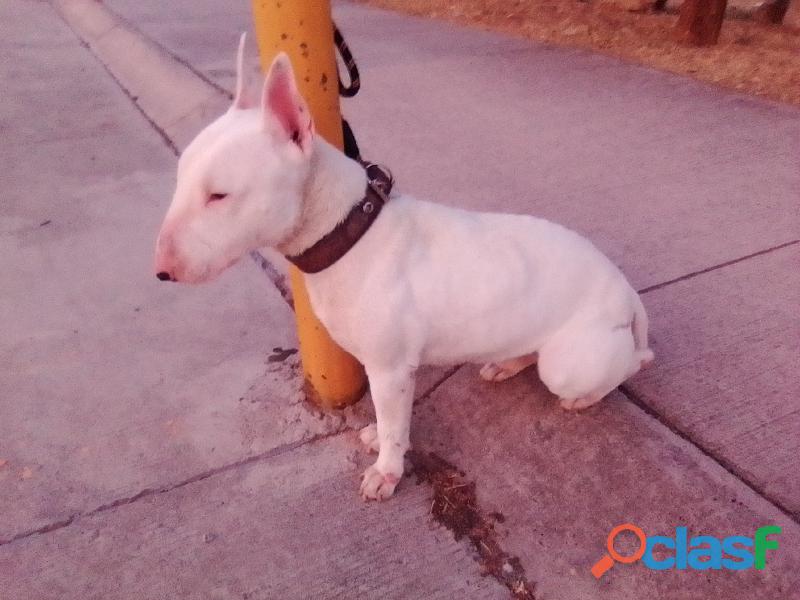 Bull Terrier Ingles Macho Blanco 15 Meses De Edad Muy