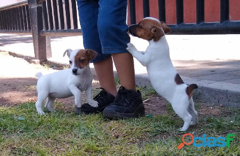 Jack Russell cachorros Hembras.